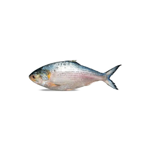 Hilsha (ইলিশ মাছ) 1200gm+ (±50)