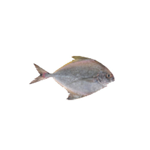 Grey Pomfret 700gm+ (±50)