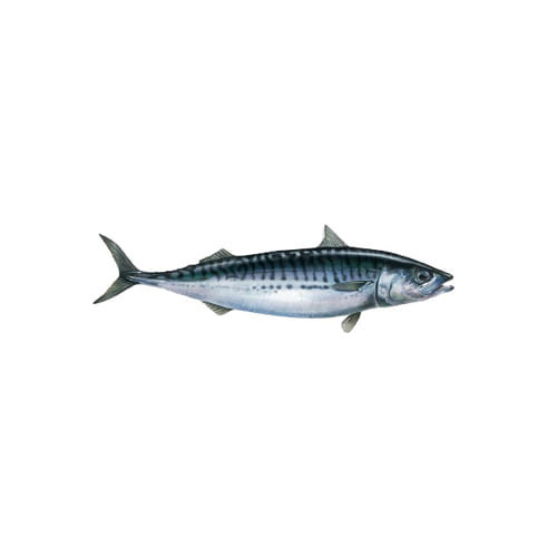 Mackerel 500gm+ (±50)